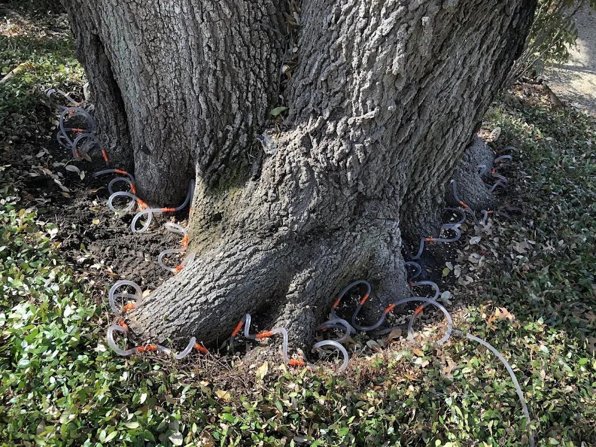 Detailed Tree Cabling and Bracing job site in Clarksboro