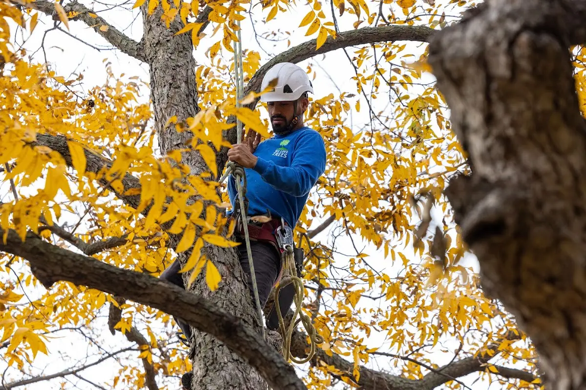 Skilled Tree Transplanting crew working in Clarksboro